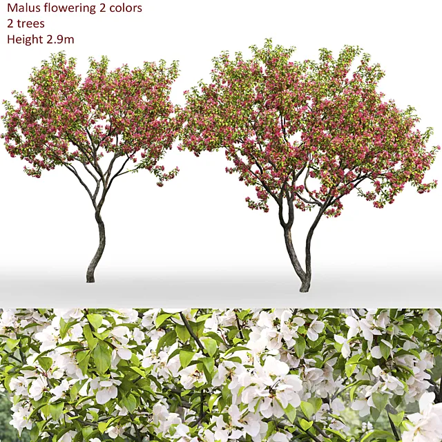 Malus flowering # 7 3DSMax File