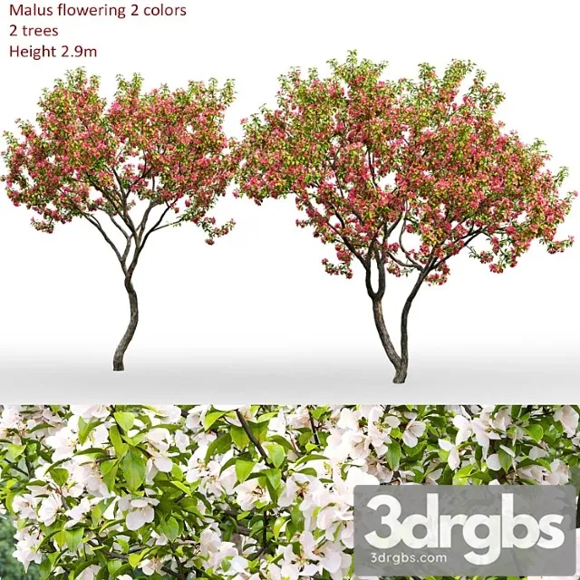 Malus flowering _3