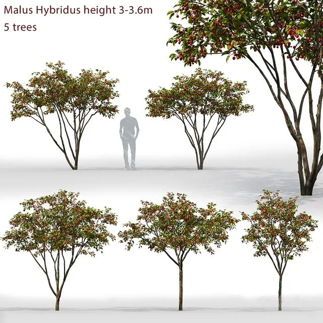 Malus Hybridus 1 3dsMax Model