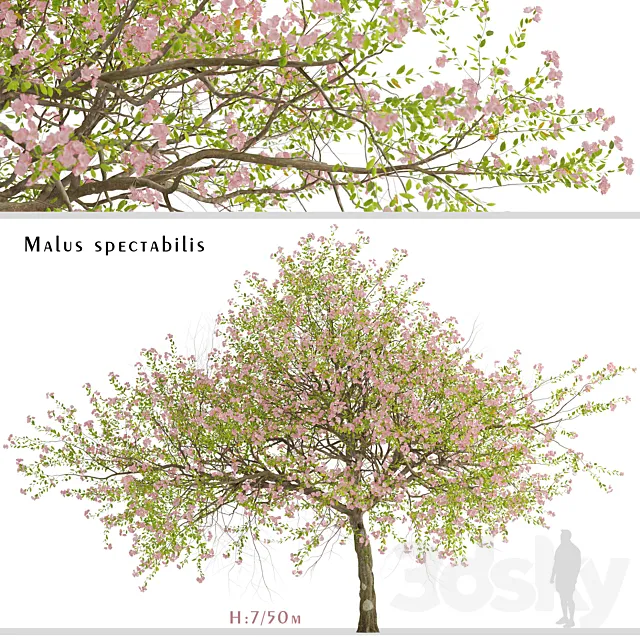 Malus spectabilis Tree (Chinese Flowering Crabapple) (1 Tree) 3ds Max