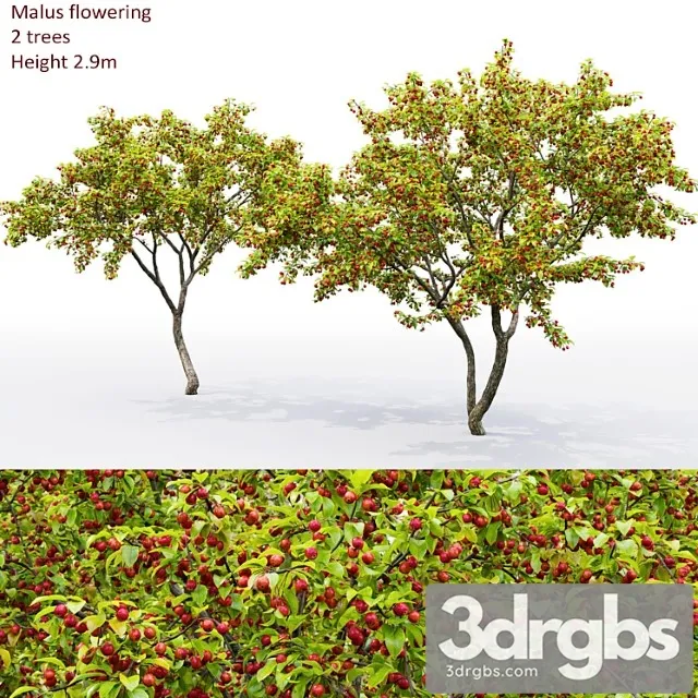 Malus Tree 3dsmax Download