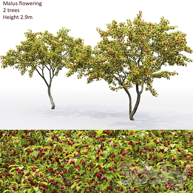 Malus  tree 3DS Max Model