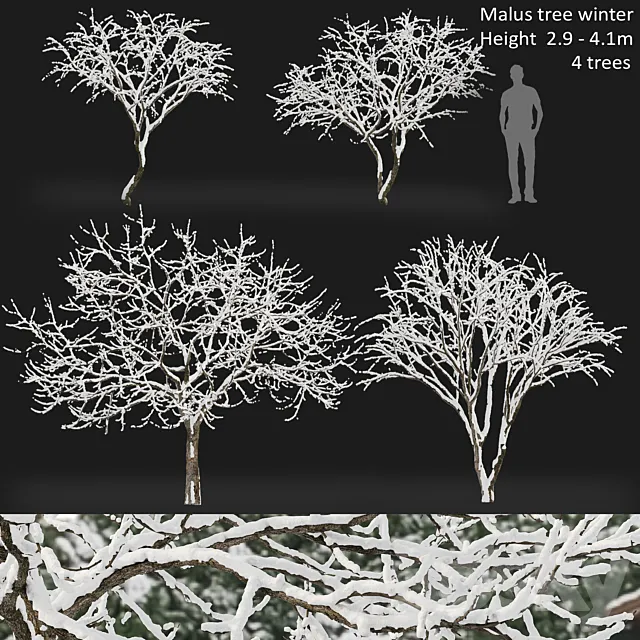 Malus winter tree 3ds Max