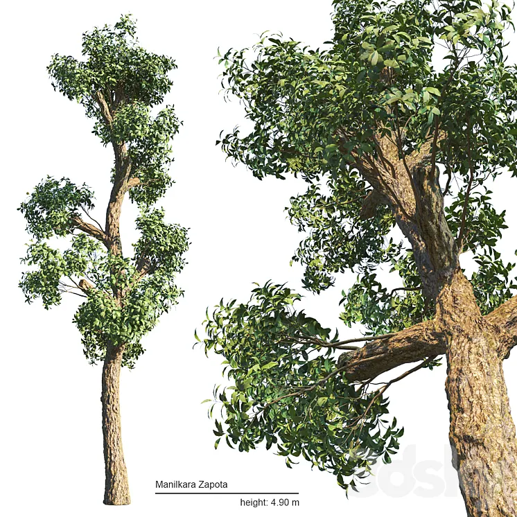 Manilkara Zapota tree 3DS Max Model