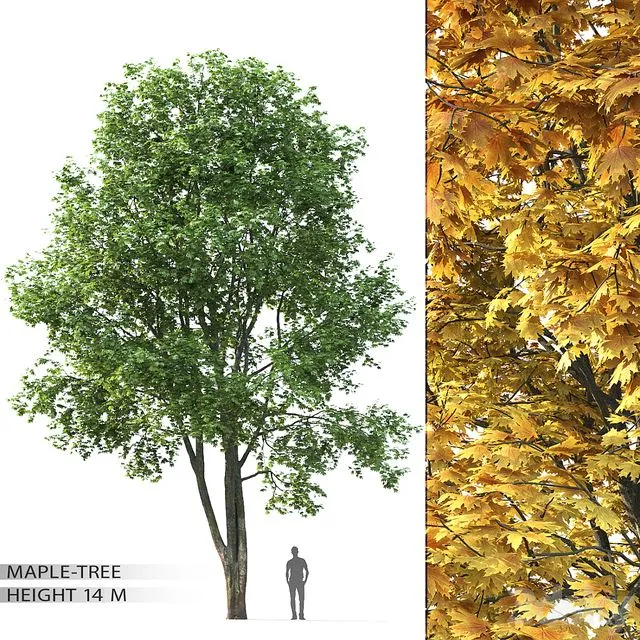Maple 002 3dsMax Model