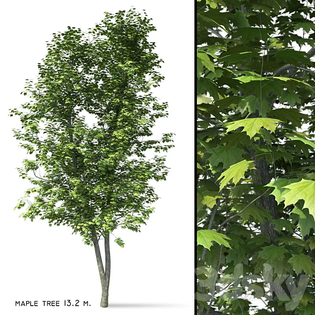 Maple (Ácer platanoídes) 13 meters 3DS Max Model