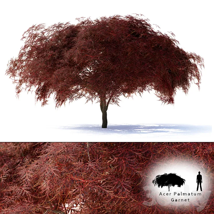 Maple Japanese | Acer palmatum Garnet 3DS Max