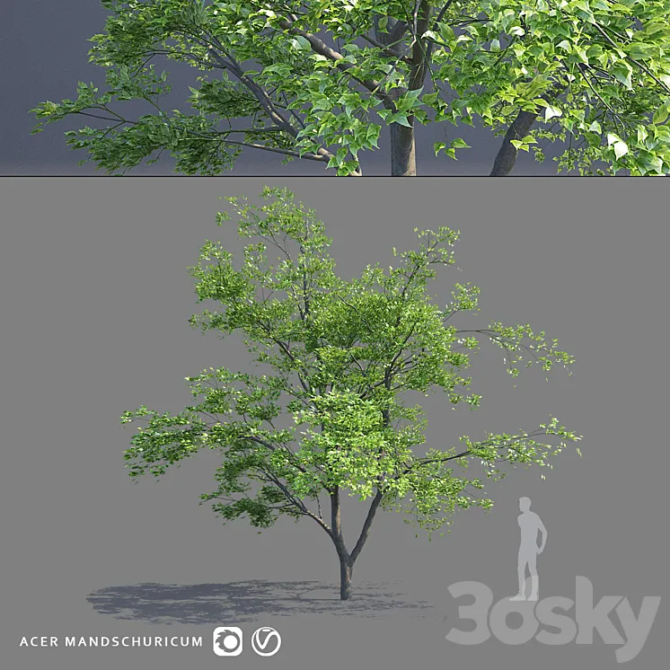 Maple Manchurian tree | Acer mandschuricum 3DS Max