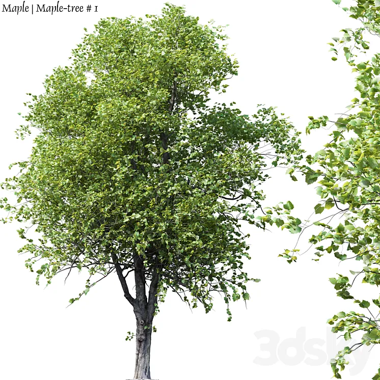 Maple | Maple-tree # 1 3DS Max