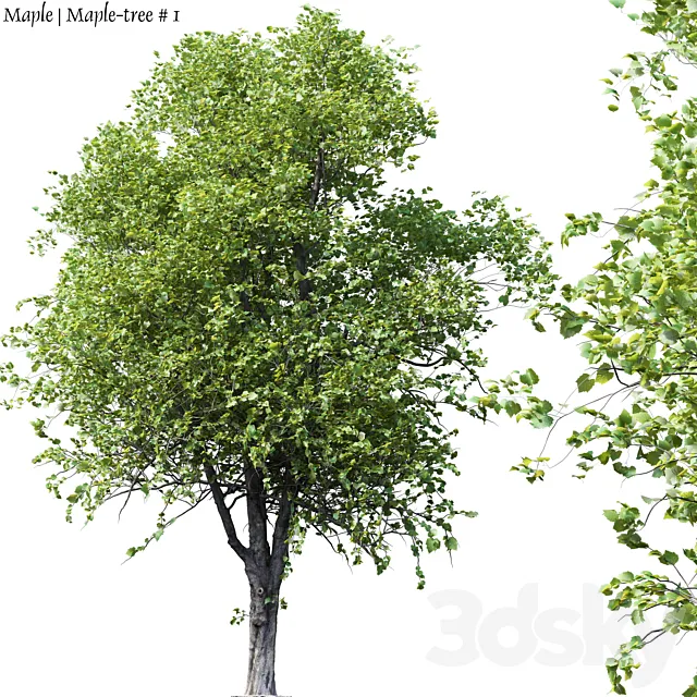 Maple | Maple-tree # 1 3DSMax File