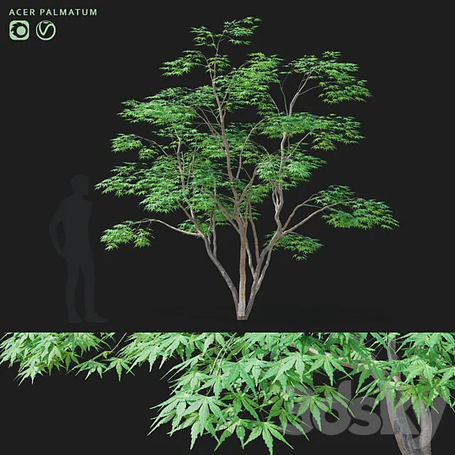 Maple palm tree | Acer palmatum 3ds Max