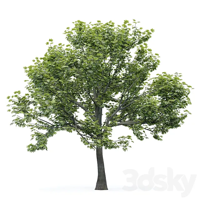 Maple tree 3DSMax File
