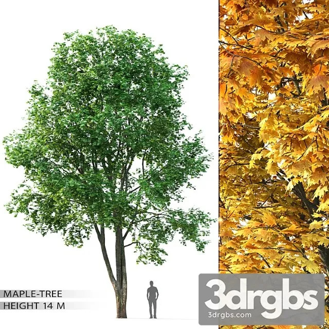 Maple Tree 8 3dsmax Download