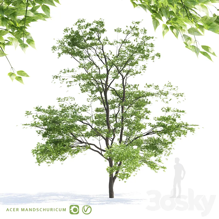 Maple tree Manchu | Acer mandschuricum v2 3DS Max