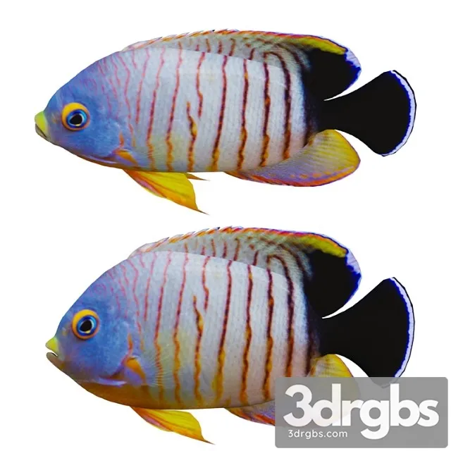 Marine Fish 3dsmax Download