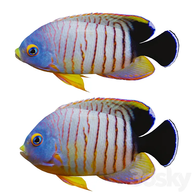 marine fish 3DS Max Model