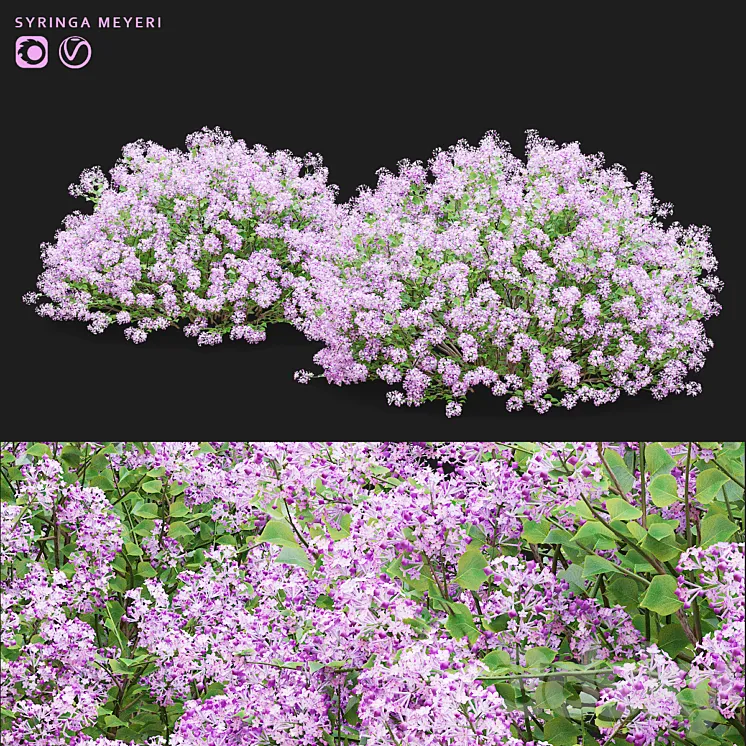 Mayers lilac bushes | Syringa meyeri 3DS Max Model