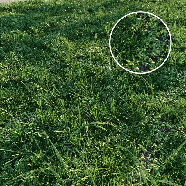 Meadow grass realistic set 3dsMax Model
