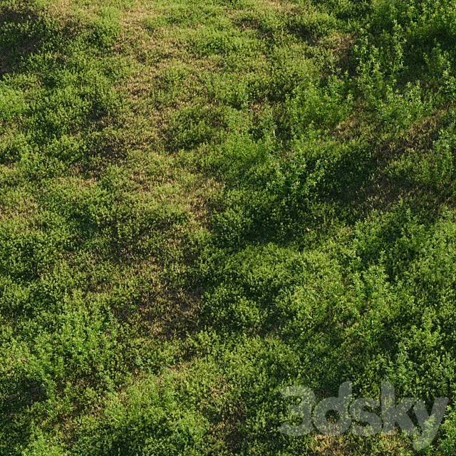 Meadow grasses: alfalfa and bluegrass (July) 3ds Max