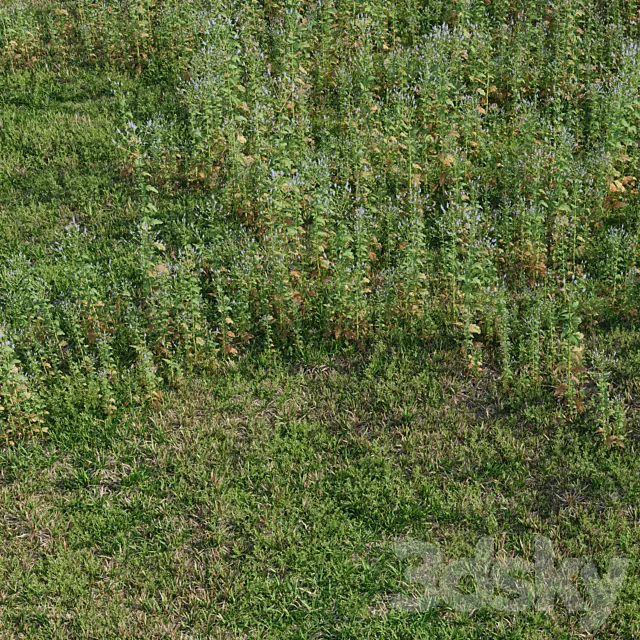 Meadow herbs: verbena and bluegrass (June) 3ds Max