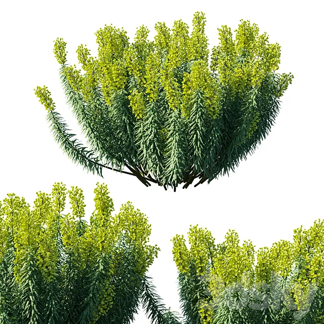 Mediterranean Spurge 3ds Max