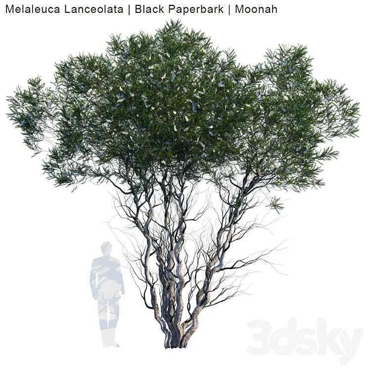 Melaleuca Lanceolata | Black Paperbark | Moonah # 1 3DS Max