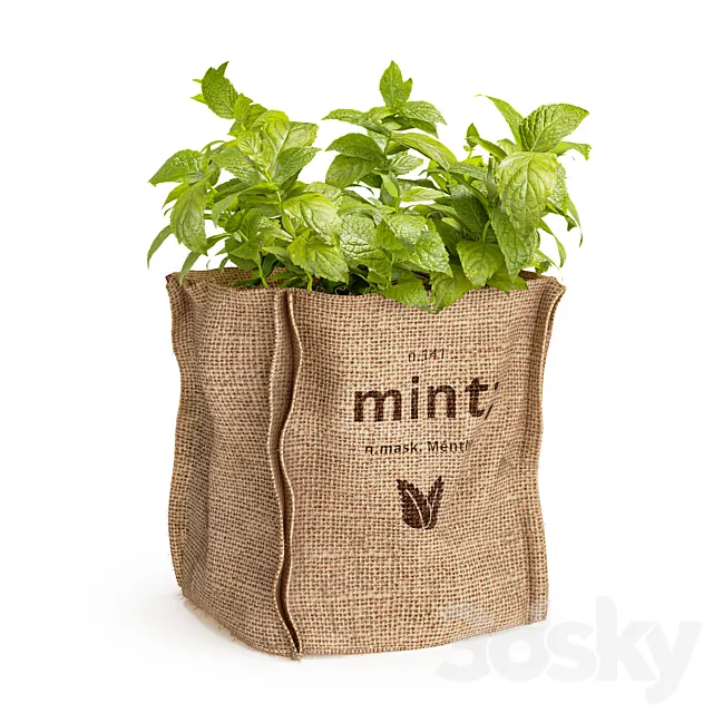 Mint in a burlap pot 3ds Max