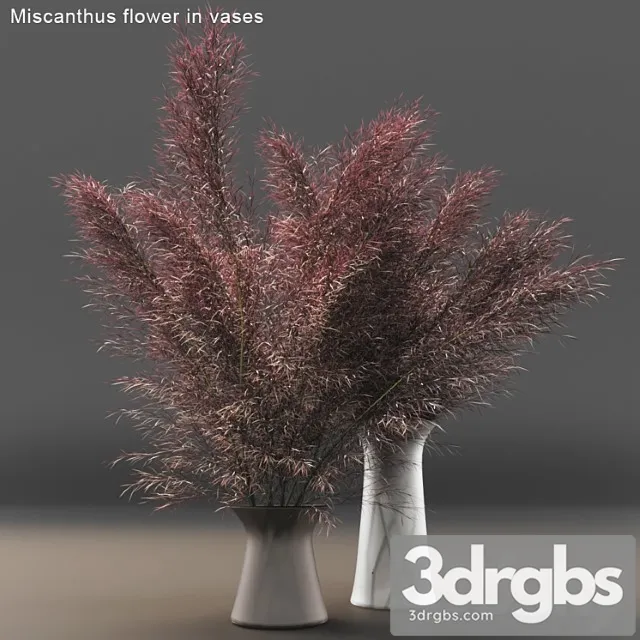 Miscanthus Flower in Vases 3dsmax Download