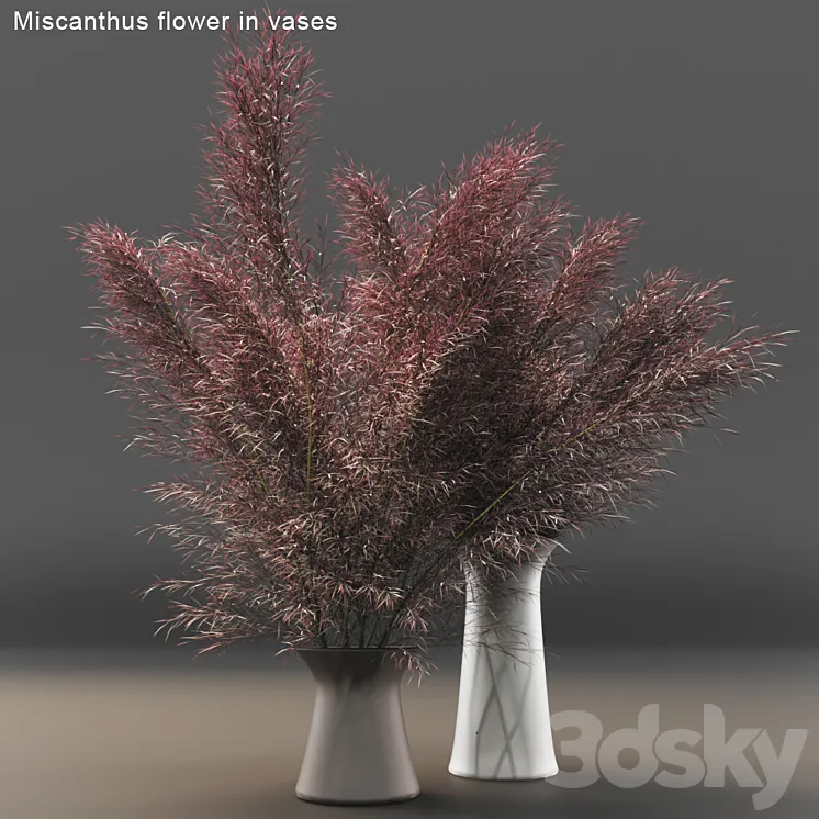 Miscanthus flower in vases 3DS Max