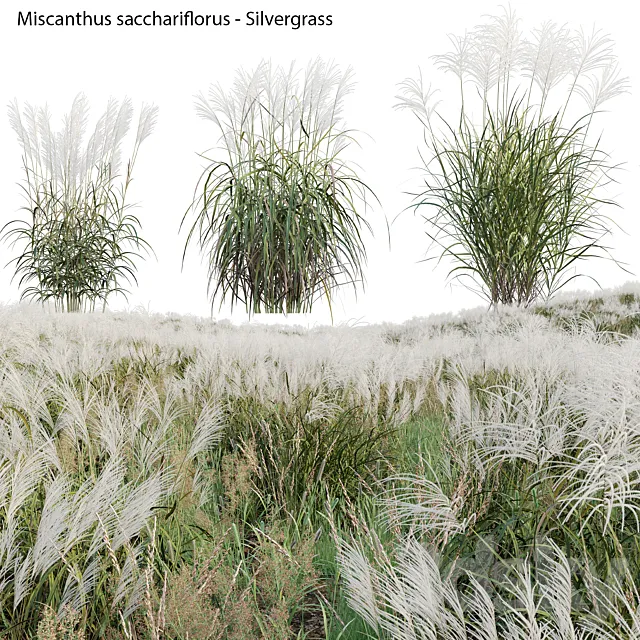 Miscanthus sacchariflorus – Silvergrass 02 3ds Max