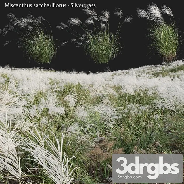 Miscanthus Sacchariflorus Silvergrass 03 3dsmax Download