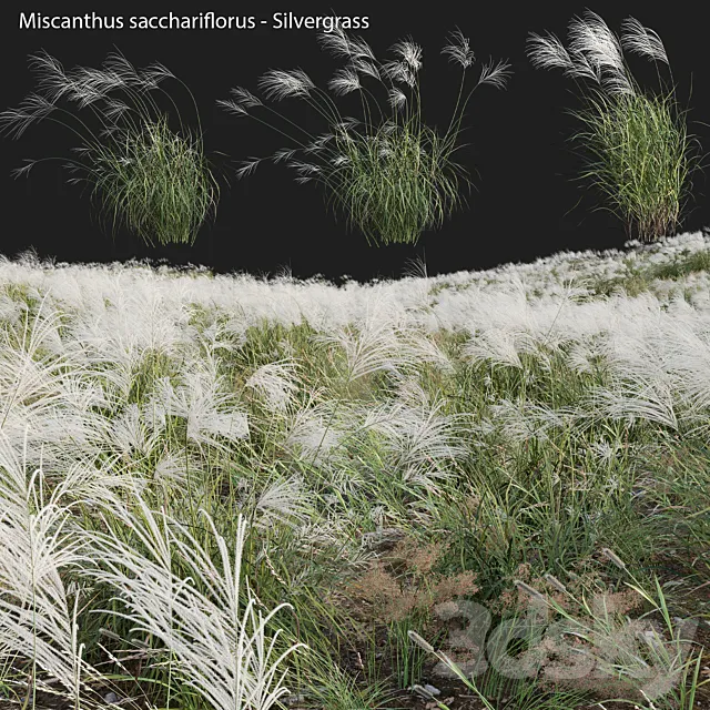 Miscanthus sacchariflorus – Silvergrass 03 3DS Max Model