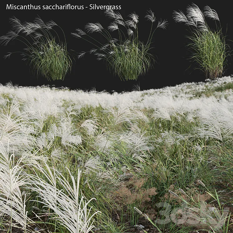 Miscanthus sacchariflorus – Silvergrass 03 3DS Max