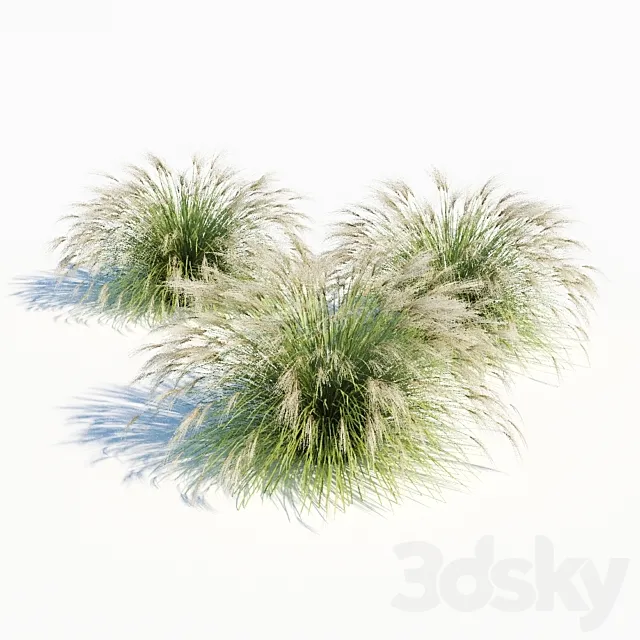 Miscanthus sinensis 3DS Max Model