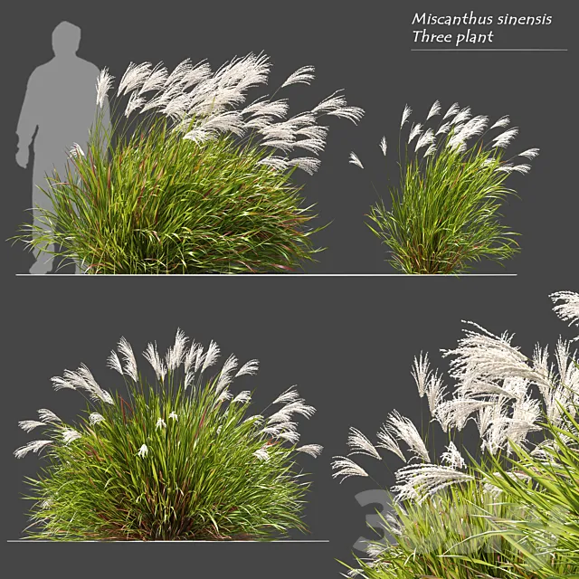 Miscanthus sinensis 3ds Max