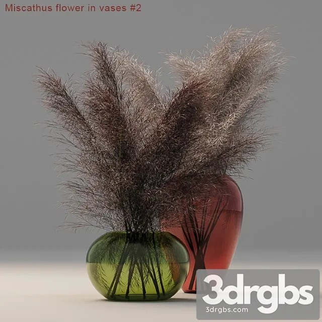 Miscathus flower in vases