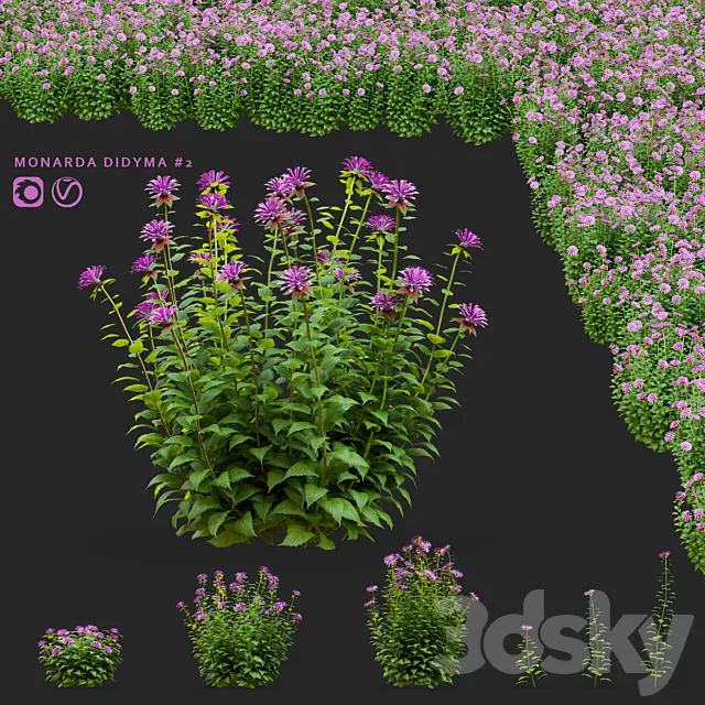 Monarda flowers | Monarda didyma #2 3ds Max