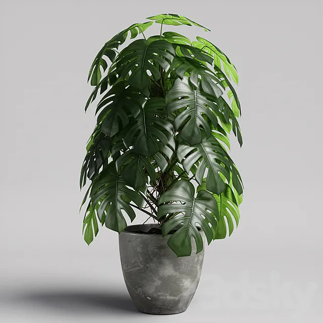 monstera 02 3DS Max Model