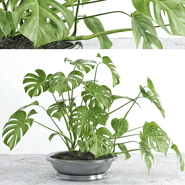 Monstera 2 3DS Max Model