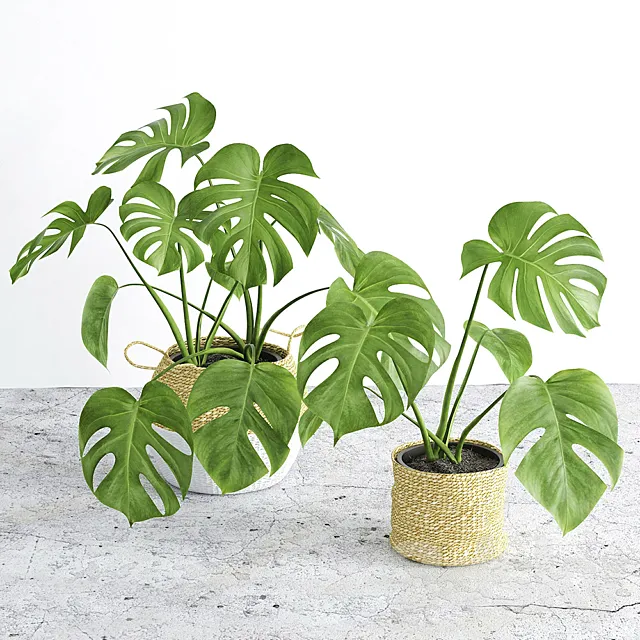 Monstera 3 3DS Max Model