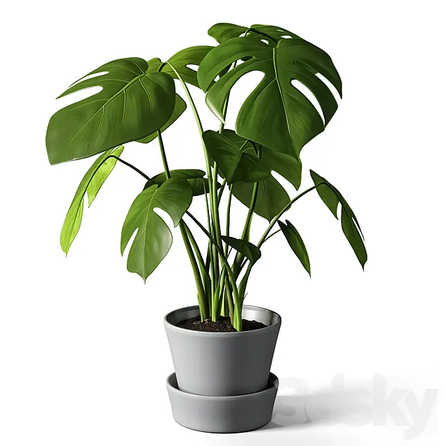 monstera 3ds Max