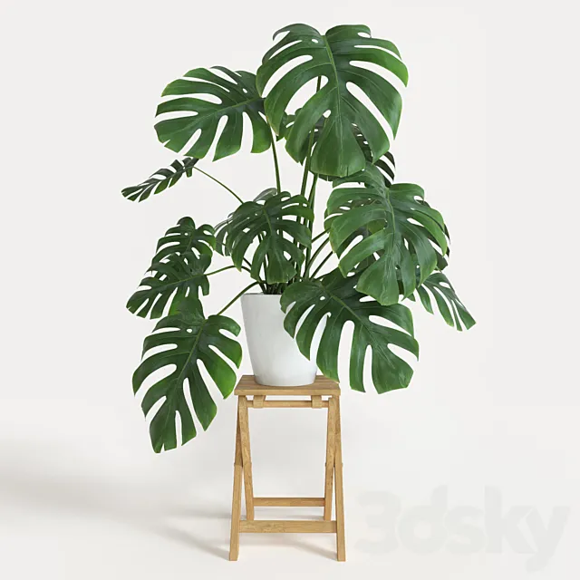 Monstera 3ds Max