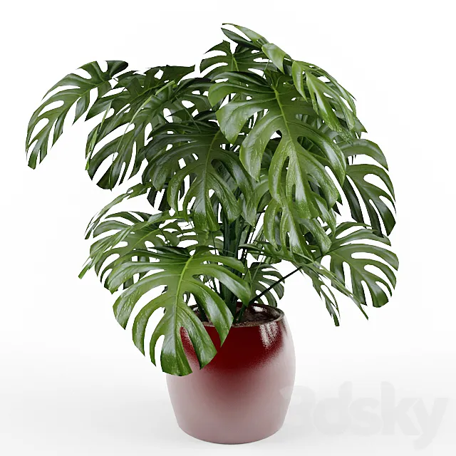 Monstera 3DS Max Model