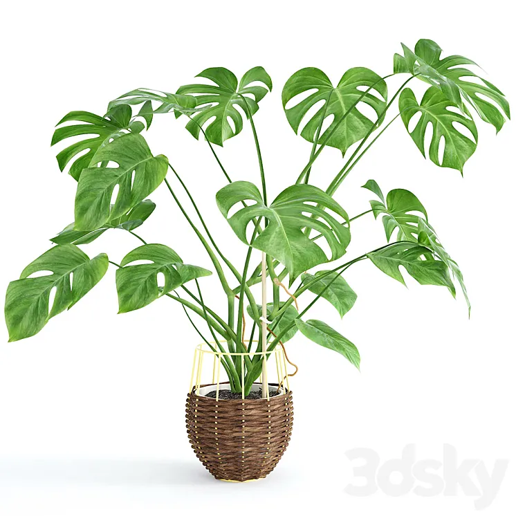 Monstera 3DS Max