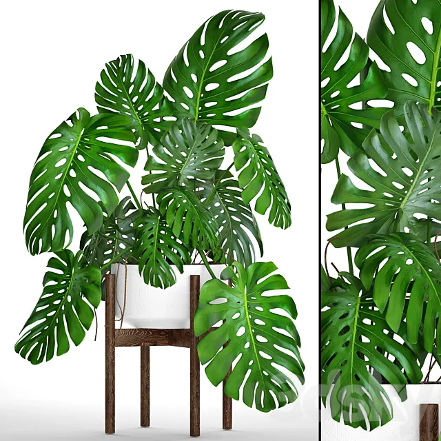 Monstera 5. Monstera in a white flowerpot pot bush decorative indoor flower 3ds Max