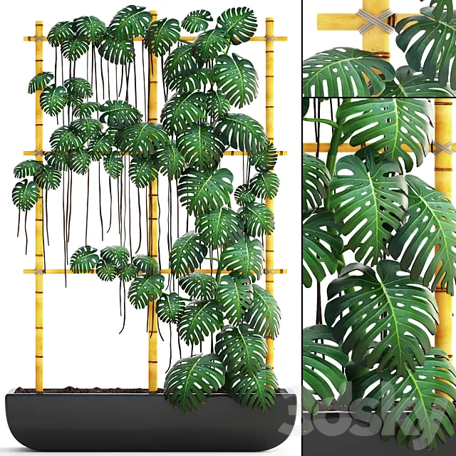 Monstera 7. vertical garden phytowall eco design monstera ornamental bush pot flowerpot 3ds Max