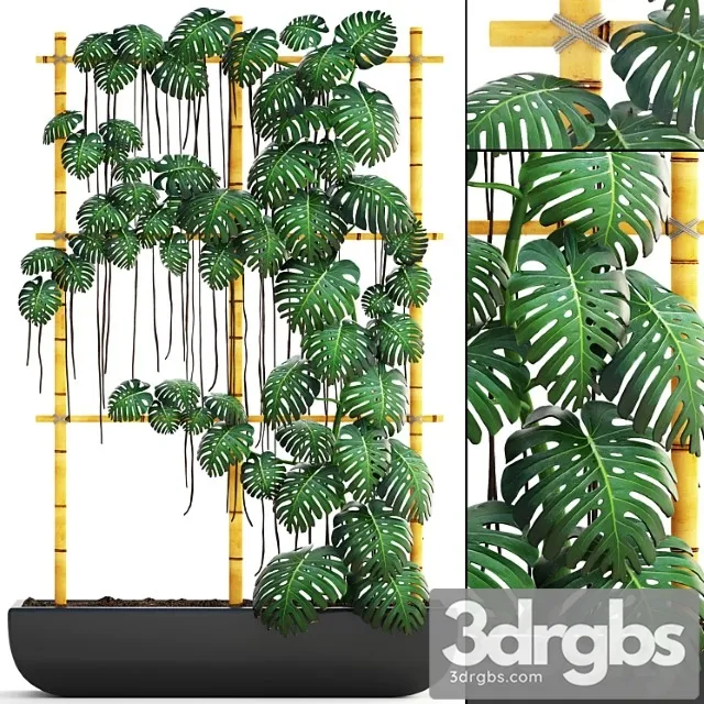 Monstera 7. vertical garden, phytowall, eco design, monstera, ornamental bush, pot, flowerpot