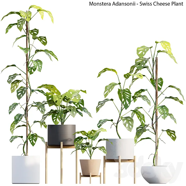 Monstera Adansonii – Swiss Cheese Plant 3ds Max