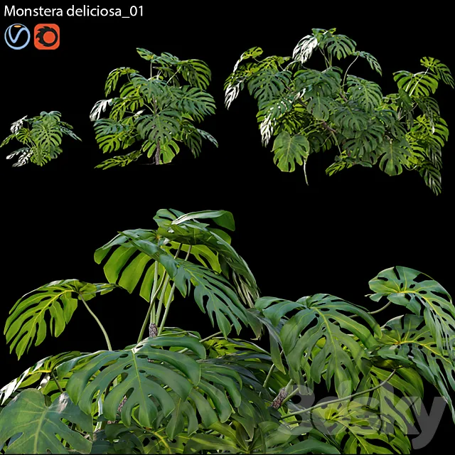 Monstera deliciosa 01 3ds Max