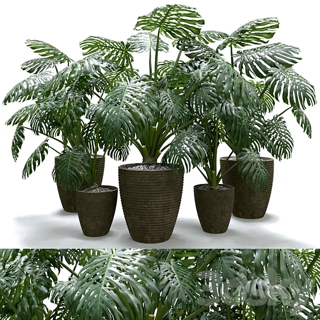 Monstera Deliciosa Plant Set 3ds Max